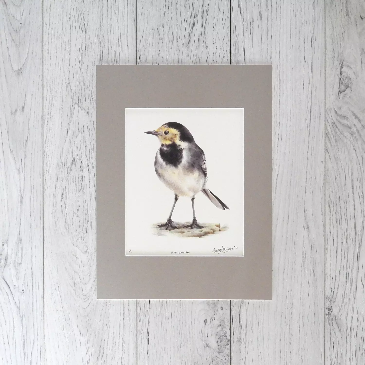 Pied Wagtail Print